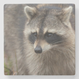 Wasbeer, Procyon lotor, Florida Stenen Onderzetter