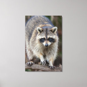 Wasbeer, Procyon lotor, Florida, USA 2 Canvas Afdruk