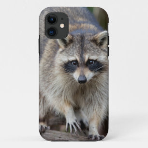 Wasbeer, Procyon lotor, Florida, USA 2 Case-Mate iPhone Case