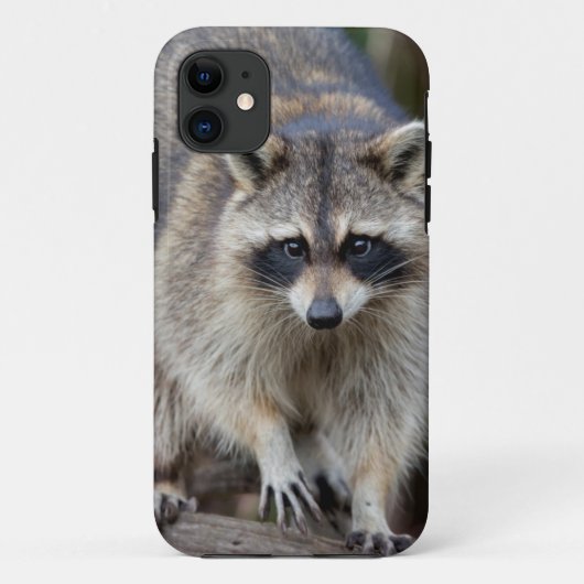 Wasbeer, Procyon lotor, Florida, USA 2 Case-Mate iPhone Case (Achterkant)