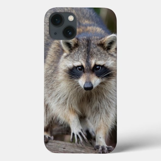 Wasbeer, Procyon lotor, Florida, USA 2 Case-Mate iPhone Case (Achterkant)