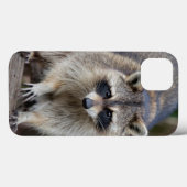 Wasbeer, Procyon lotor, Florida, USA 2 Case-Mate iPhone Case (Achterkant (horizontaal))