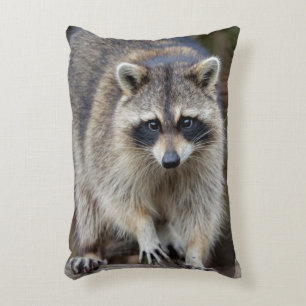 Wasbeer, Procyon lotor, Florida, USA 2 Decoratief Kussen