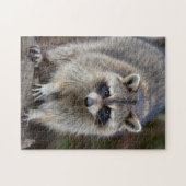 Wasbeer, Procyon lotor, Florida, USA 2 Legpuzzel (Horizontaal)