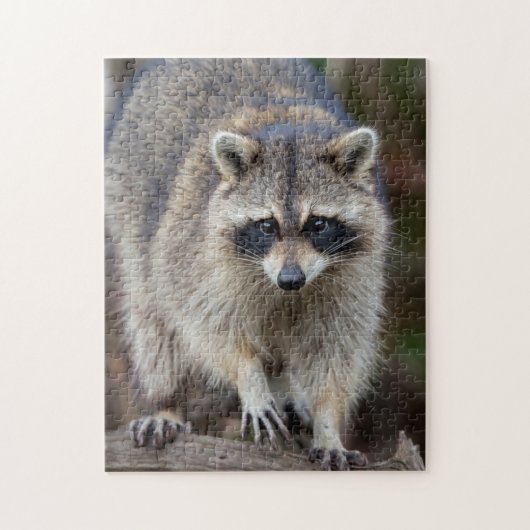 Wasbeer, Procyon lotor, Florida, USA 2 Legpuzzel (Verticaal)