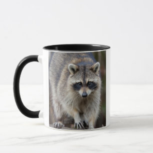 Wasbeer, Procyon lotor, Florida, USA 2 Mok