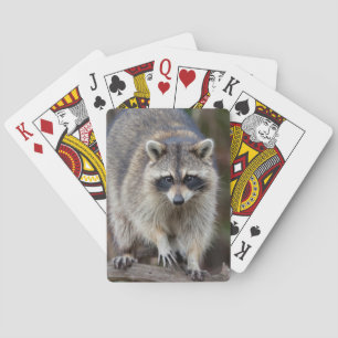 Wasbeer, Procyon lotor, Florida, USA 2 Pokerkaarten