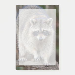 Wasbeer, Procyon lotor, Florida, USA 2 Post-it® Notes