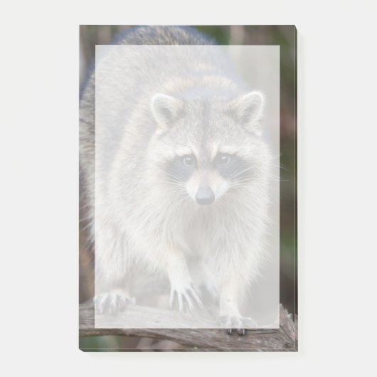 Wasbeer, Procyon lotor, Florida, USA 2 Post-it® Notes (Voorkant)