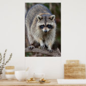 Wasbeer, Procyon lotor, Florida, USA 2 Poster (Keuken)