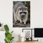 Wasbeer, Procyon lotor, Florida, USA 2 Poster (Thuiskantoor)