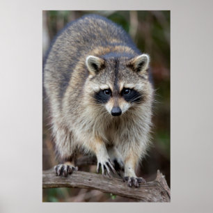 Wasbeer, Procyon lotor, Florida, USA 2 Poster