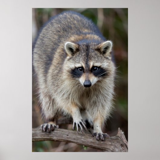Wasbeer, Procyon lotor, Florida, USA 2 Poster (Voorkant)