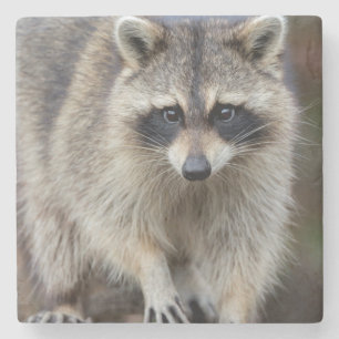 Wasbeer, Procyon lotor, Florida, USA 2 Stenen Onderzetter
