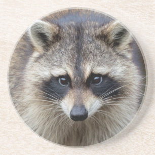 Wasbeer, Procyon lotor, Florida, USA 2 Zandsteen Onderzetter