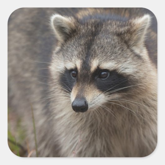 Wasbeer, Procyon lotor, Florida Vierkante Sticker (Voorkant)
