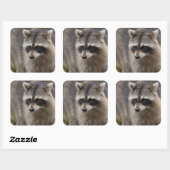 Wasbeer, Procyon lotor, Florida Vierkante Sticker (Vel)