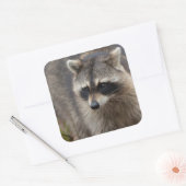 Wasbeer, Procyon lotor, Florida Vierkante Sticker (Envelop)