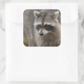Wasbeer, Procyon lotor, Florida Vierkante Sticker (Tas)