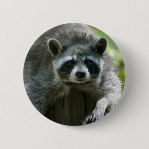 Wasbeer Speld Ronde Button 5,7 Cm