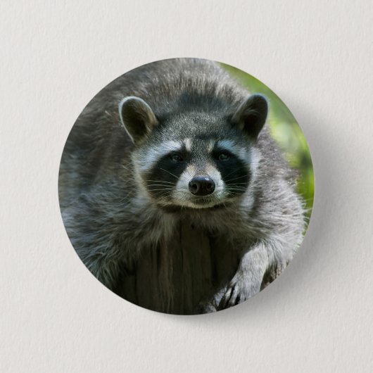 Wasbeer Speld Ronde Button 5,7 Cm (Voorkant)