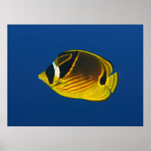 wasbeer-vlinder poster
