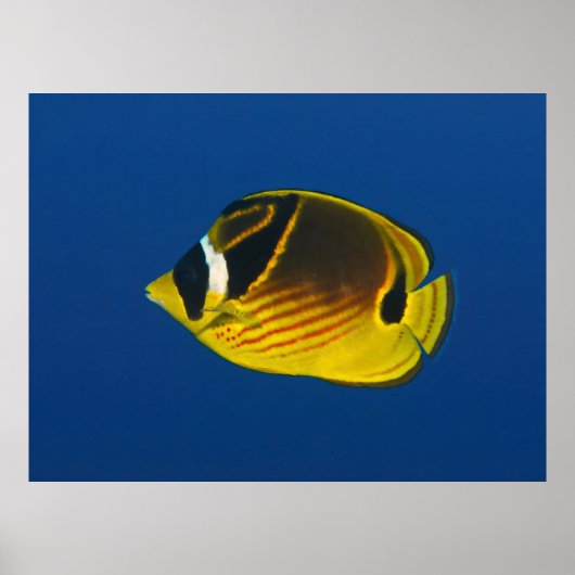 wasbeer-vlinder poster (Voorkant)
