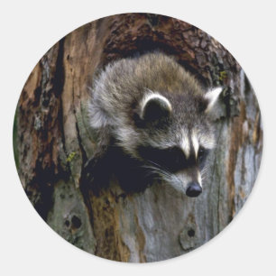 Wasbeer-zomer-jongere in holle boom ronde sticker