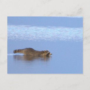 Wasbeer Zwem Foto Ansichtkaart Briefkaart