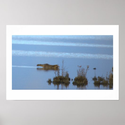 Wasbeer Zwem Foto Poster (Voorkant)