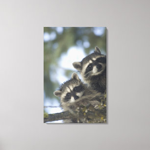 Wasberen Procyon Lotor) van Fish Lake, Centraal Canvas Afdruk