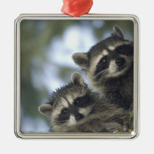 Wasberen Procyon Lotor) van Fish Lake, Centraal Metalen Ornament