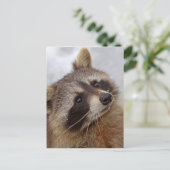 Waschbär Briefkaart (Staand voorkant)