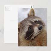 Waschbär Briefkaart (Voorkant / Achterkant)