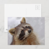 Waschbär Briefkaart (Voorkant / Achterkant)