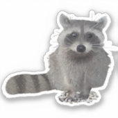 Waschbär  sticker (Voorkant)
