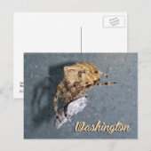 Washington ansichtkaart, Gea Spider Briefkaart (Voorkant / Achterkant)