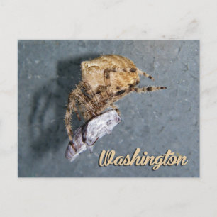 Washington ansichtkaart, Gea Spider Briefkaart