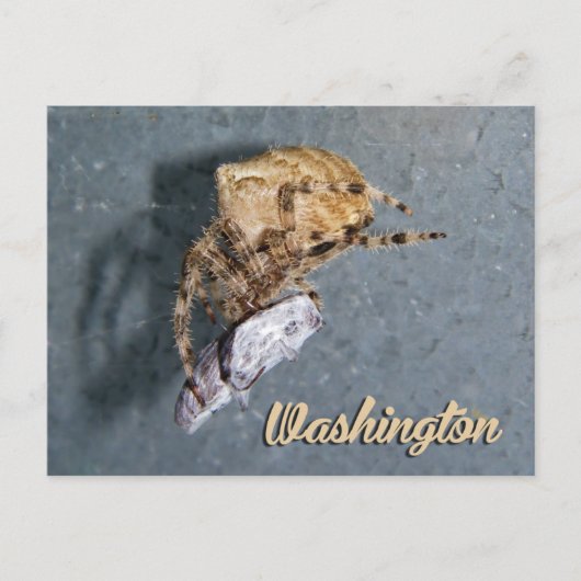 Washington ansichtkaart, Gea Spider Briefkaart (Voorkant)