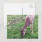 Washington Ansichtkaart, Witstaarthert Briefkaart (Voorkant / Achterkant)