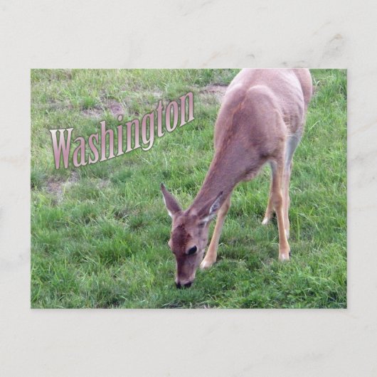 Washington Ansichtkaart, Witstaarthert Briefkaart (Voorkant)