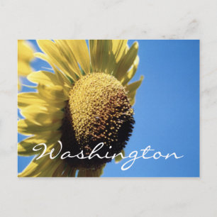 Washington Briefkaart Sunflower Sjabloon