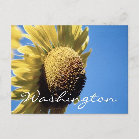 Washington Briefkaart Sunflower Sjabloon (Voorkant)