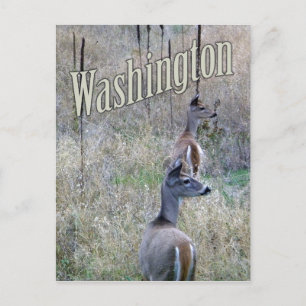 Washington Briefkaart, Twee Witte Staarder Briefkaart