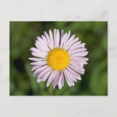 Washington, Cascade Range, Mount Baker Briefkaart (Voorkant)