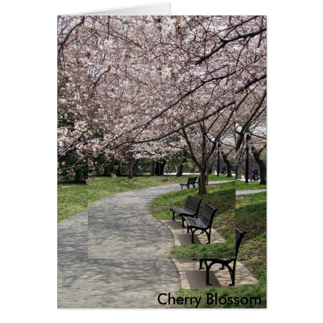 washington dc cherry blossom (Voorkant)