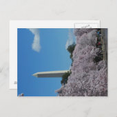 Washington DC Cherry Blossom 2 Briefkaart (Voorkant / Achterkant)