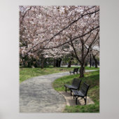 washington dc cherry blossom poster (Voorkant)