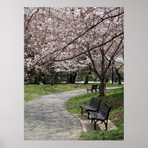 washington dc cherry blossom poster