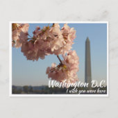Washington DC Jefferson Memorial met Kersenbloesem Briefkaart (Voorkant)